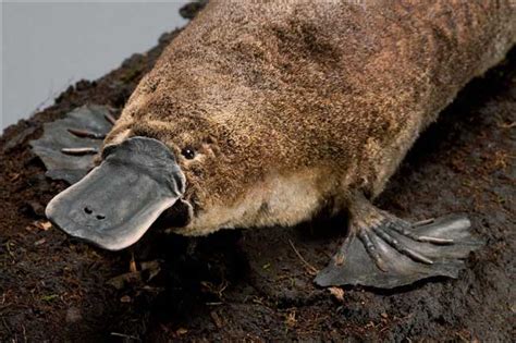 The Surprising Adaptations That Aid the Survival of Platypus Offspring