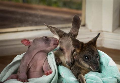 The Surprising Allure of Infatuating Infant Marsupials