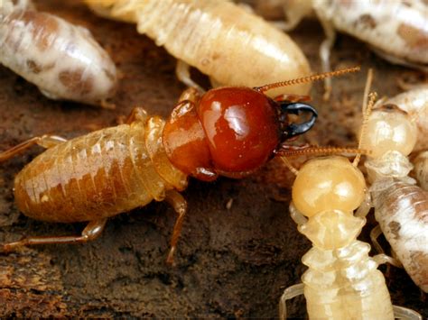 The Surprising Benefits: How Owning Termites Can Be Beneficial