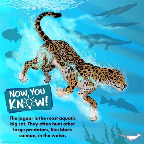 The Surprising Hunting Techniques of Aquatic Big Cats