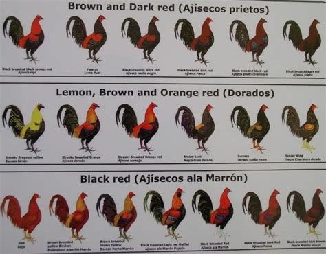 The Surprising Range of Rooster Breeds