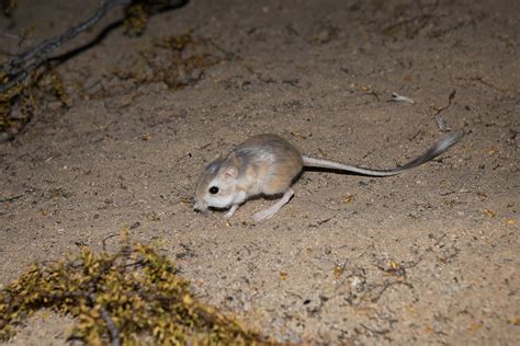 The Survival Secrets of Desert Dwelling Kangaroo Rats