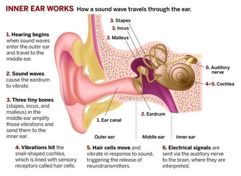 The Symbolic Complexity of Envisioning an Arachnid in Your Auditory Canal