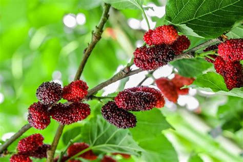 The Symbolic Connection Between Mulberry Trees and Growth