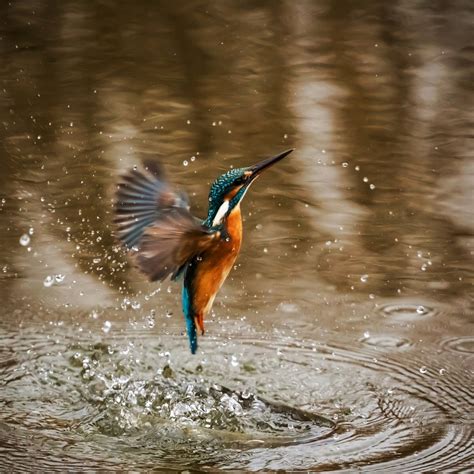 The Symbolic Connection Between Water and Prosperity in Association with Kingfishers