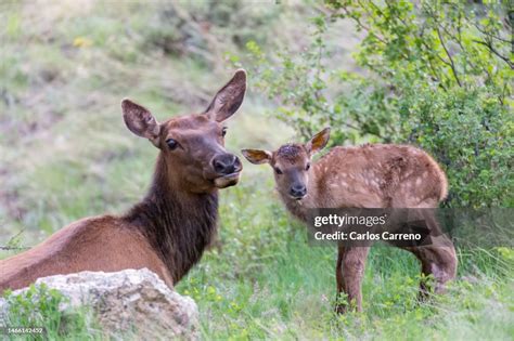 The Symbolic Connection between Fawn Elk and Purity of the Mind in Dreams