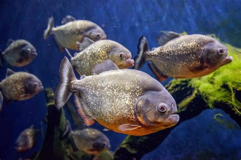 The Symbolic Importance of Piranha Fish in Dreams