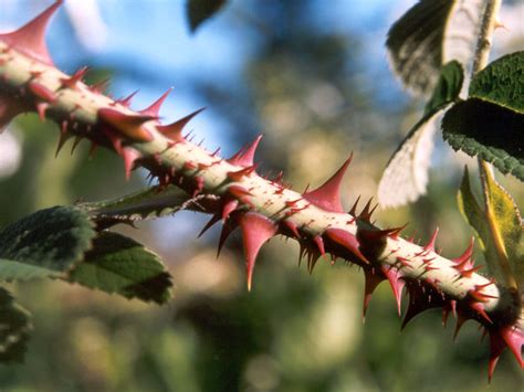 The Symbolic Importance of Thorny Rose Stems