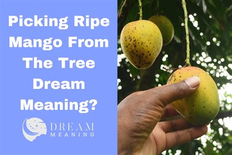 The Symbolic Meaning Unveiled: Exploring Your Mango-Picking Dream