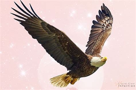 The Symbolic Meaning behind Providing Nourishment to a Bald Eagle: Myth or Reality?