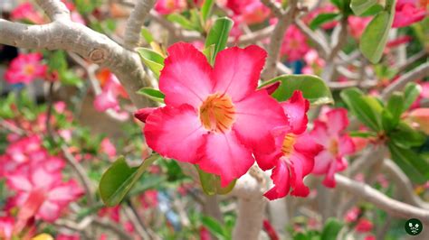 The Symbolic Meaning of Blossoming Desert Plants: Optimism, Inner Strength, and Endurance