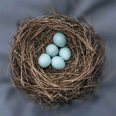 The Symbolic Meaning of Bluebird Eggs