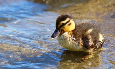 The Symbolic Meaning of Ducks in Dreams