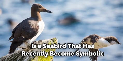 The Symbolic Meaning of Enormous Seabirds in Mythology and Folklore