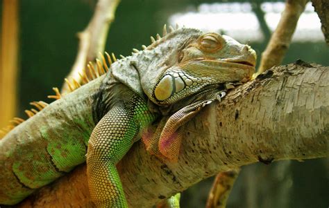 The Symbolic Meaning of Envisioning a Toxic Reptile during Sleep