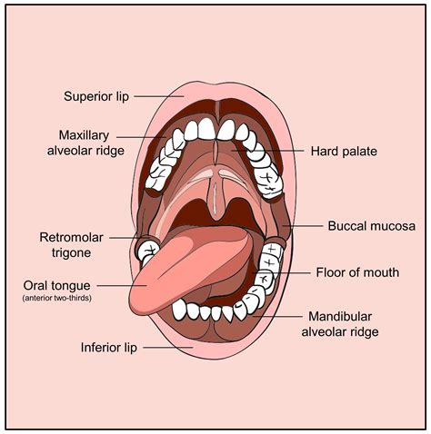 The Symbolic Meaning of Gum Adhering to the Oral Cavity