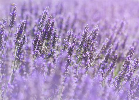 The Symbolic Meaning of Lavender in Different Cultures