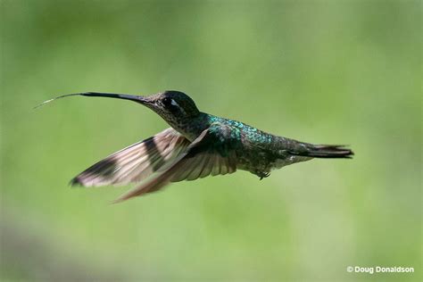 The Symbolic Meaning of Tiny, Fast-Flying Birds