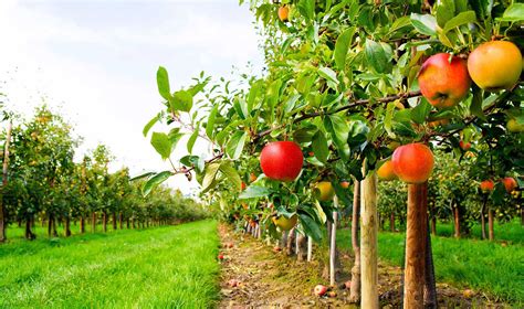 The Symbolic Meaning of a Lively Crimson Apple Orchard