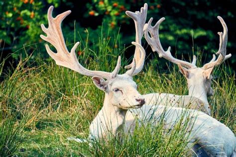 The Symbolic Meanings and Spiritual Significance of Albino Creatures