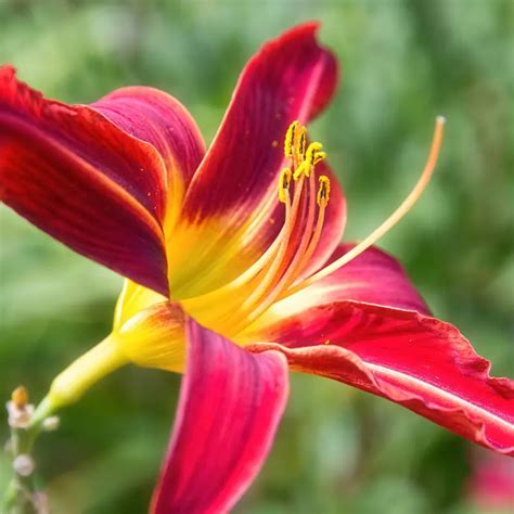 The Symbolic Meanings of the Lily Throughout Cultures