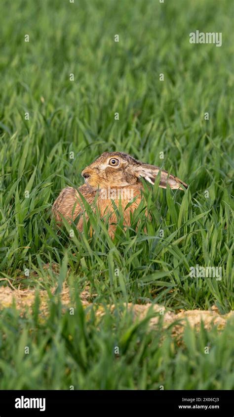 The Symbolic Presence of the Brown Hare in Pop Culture: From the Silver Screen to Marketing Campaigns