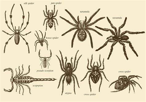 The Symbolic Representation of Arachnids