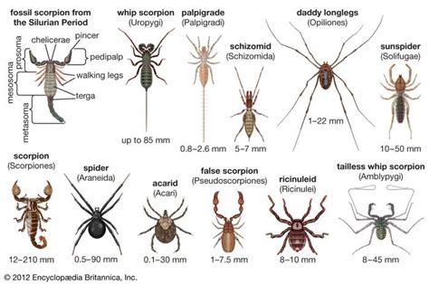 The Symbolic Representation of Arachnids in Various Cultures