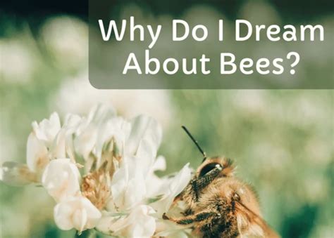 The Symbolic Significance of Being Pursued by Bees in Dreams