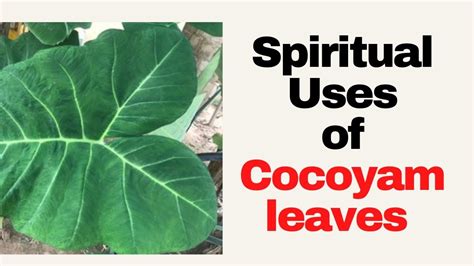 The Symbolic Significance of Cocoyam Leaves in Spiritual Context