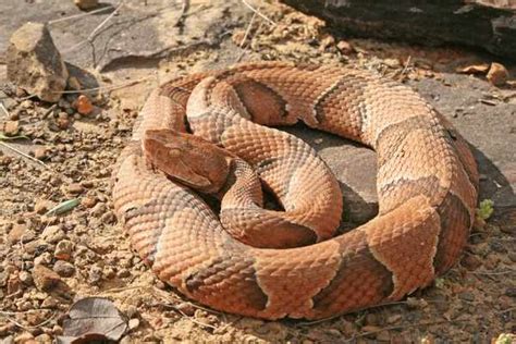 The Symbolic Significance of Copperhead Snakes