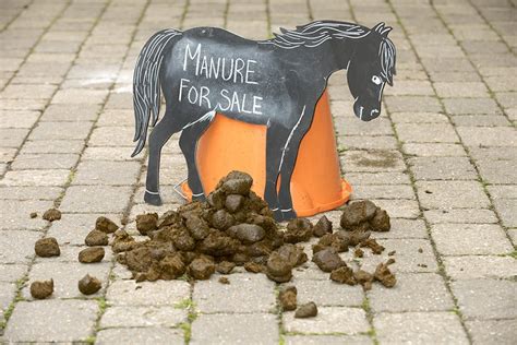 The Symbolic Significance of Dreaming about Walking in Equine Manure