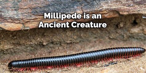 The Symbolic Significance of Dreaming about a Departed Millipede