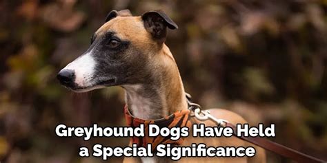 The Symbolic Significance of Greyhound Dogs in Dream Interpretation