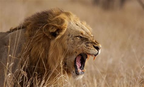 The Symbolic Significance of Lion Bites in Dreams: Insights into Personal Transformation