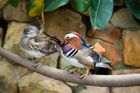 The Symbolic Significance of Mandarin Ducks in Feng Shui and Relationships