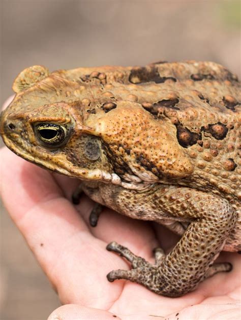 The Symbolic Significance of Toads in Dreams