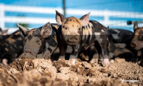 The Symbolic Significance of a Deceased Pig in Dreams