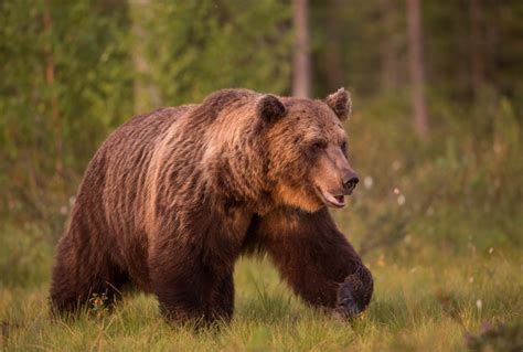 The Symbolic Significance of a Vision Involving an Encounter with a Brown Bear