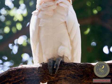 The Symbolic Significance of a White Parrot in Dreams