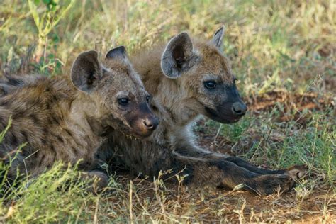 The Symbolic Significance of the Hyena in African Folklore