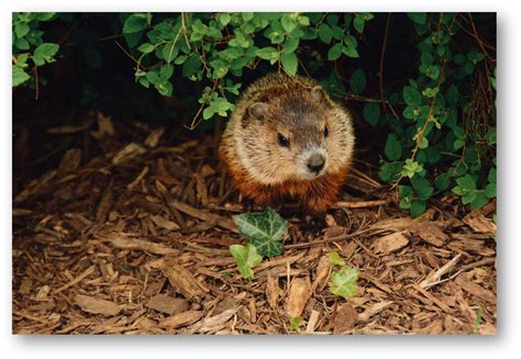 The Symbolic Significance of the Woodchuck