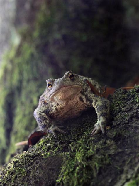 The Symbolism Behind Colossal Toads in Various Cultures