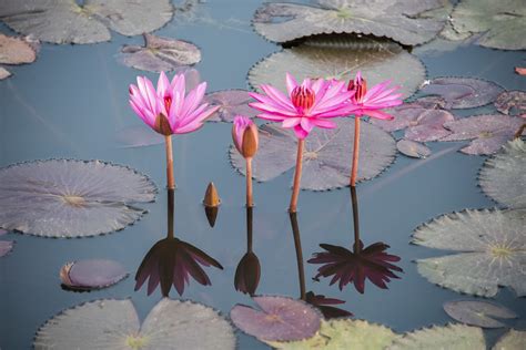 The Symbolism and Cultural Significance of the Lotus Leaf