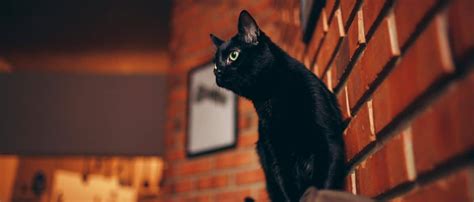 The Symbolism and Superstitions Surrounding Midnight Felines