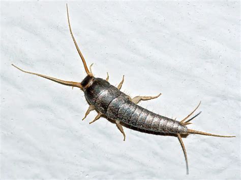 The Symbolism behind Eating Silverfish in Dreams