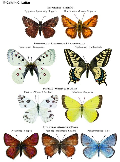 The Symbolism of Pale Lepidoptera in the Natural World and Environmental Contexts