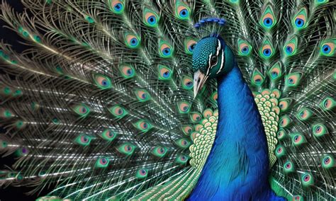 The Symbolism of Peacocks: What Do They Represent?