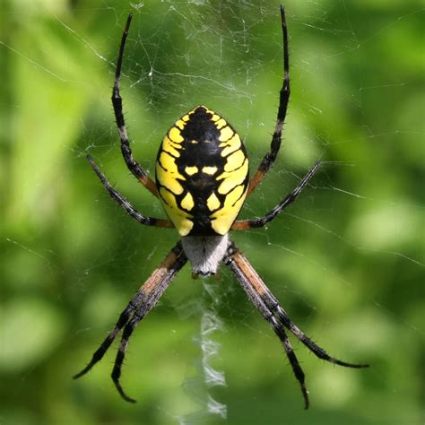 The Symbolism of a Large Black and Yellow Spider