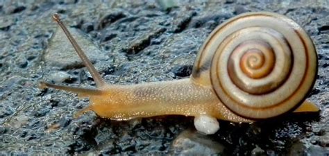 The Symbolism of the Verdant Gastropod in the Natural Realm